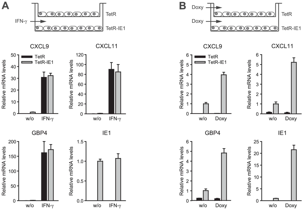 ISG induction is limited to IE1 expressing cells.