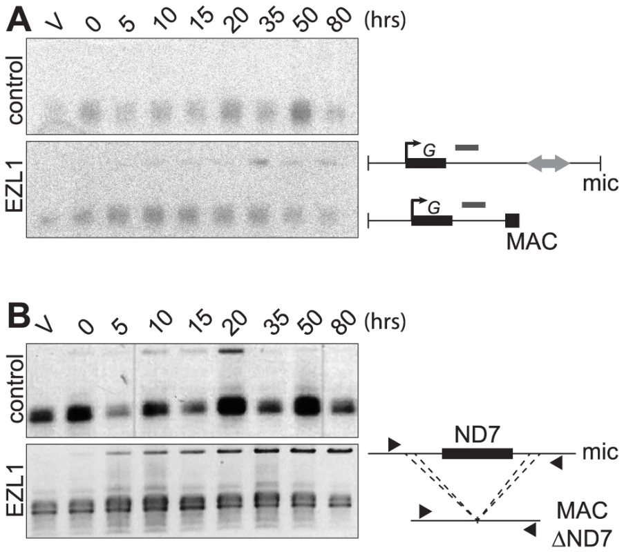 EZL1 is required for imprecise DNA elimination.