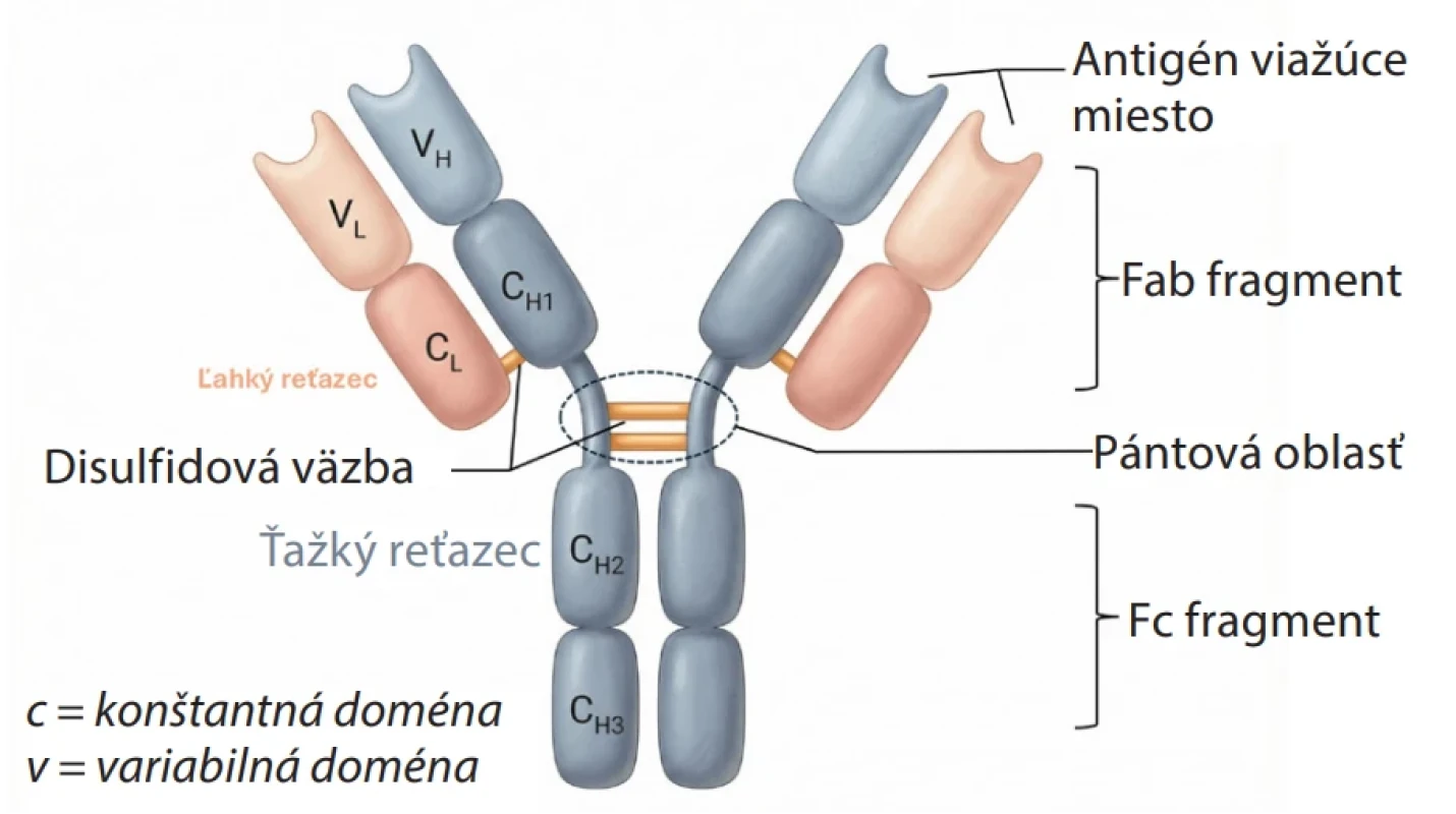Štruktúra imunoglobulínu IgG (vytvorené pomocou programu Illustrae – Professional Scientific Illustration Platform)