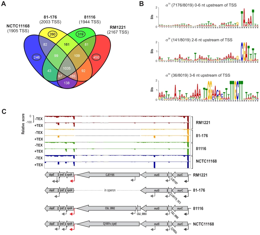 Transcriptome features of multiple <i>C. jejuni</i> strains.