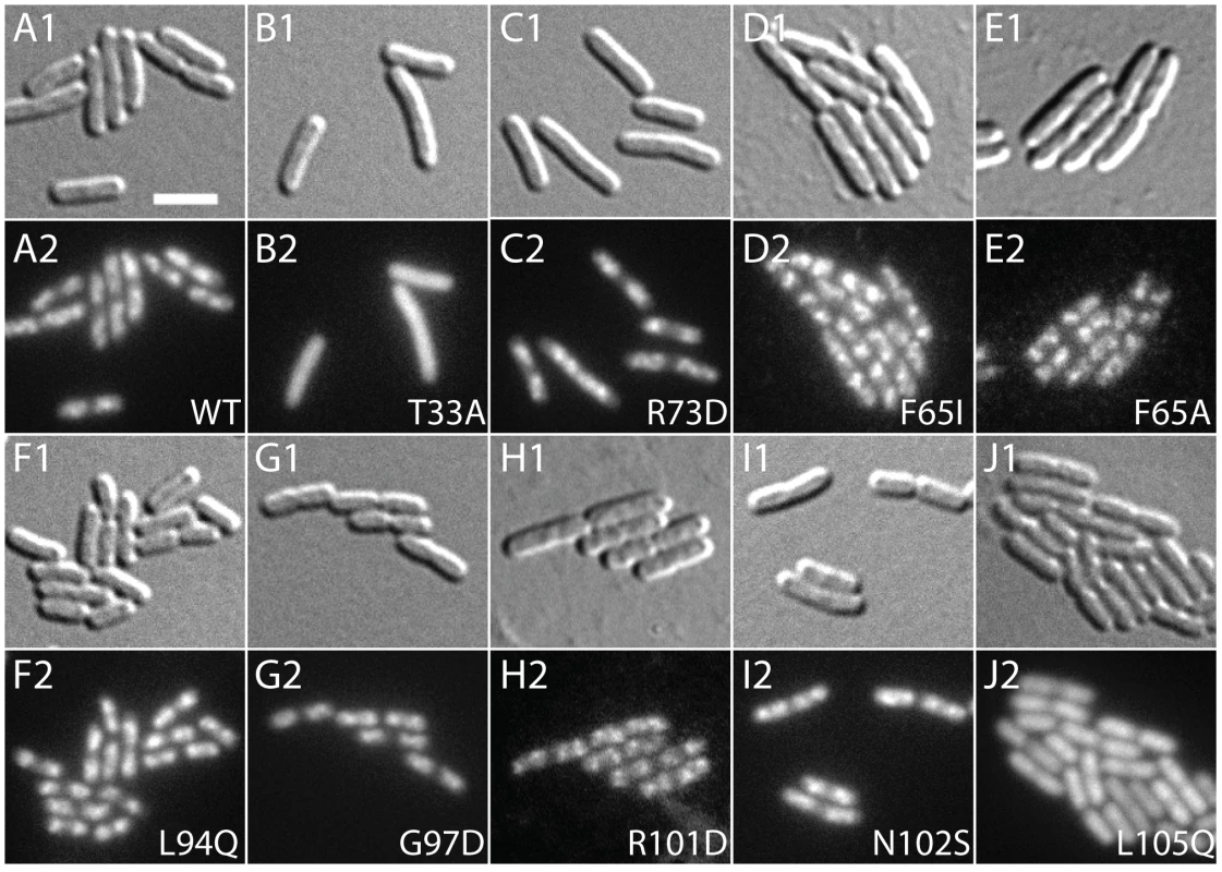 Subcellular localization of GFP-SlmA fusions.