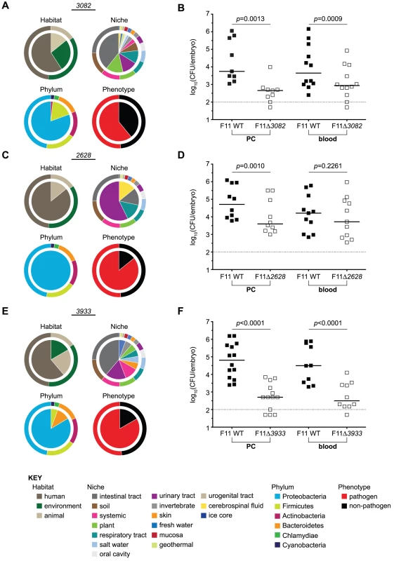 Targeted deletion of candidate genes with pathogenic identity attenuates the fitness of F11 within zebrafish.