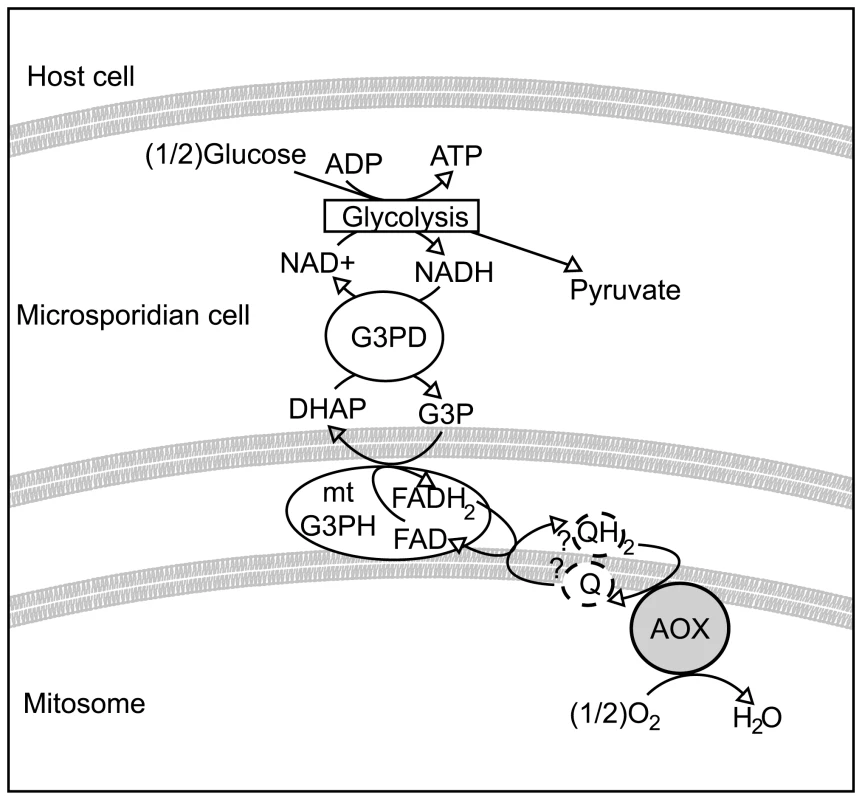 Hypothetical scheme of function of the alternative oxidase in the microsporidian cell.