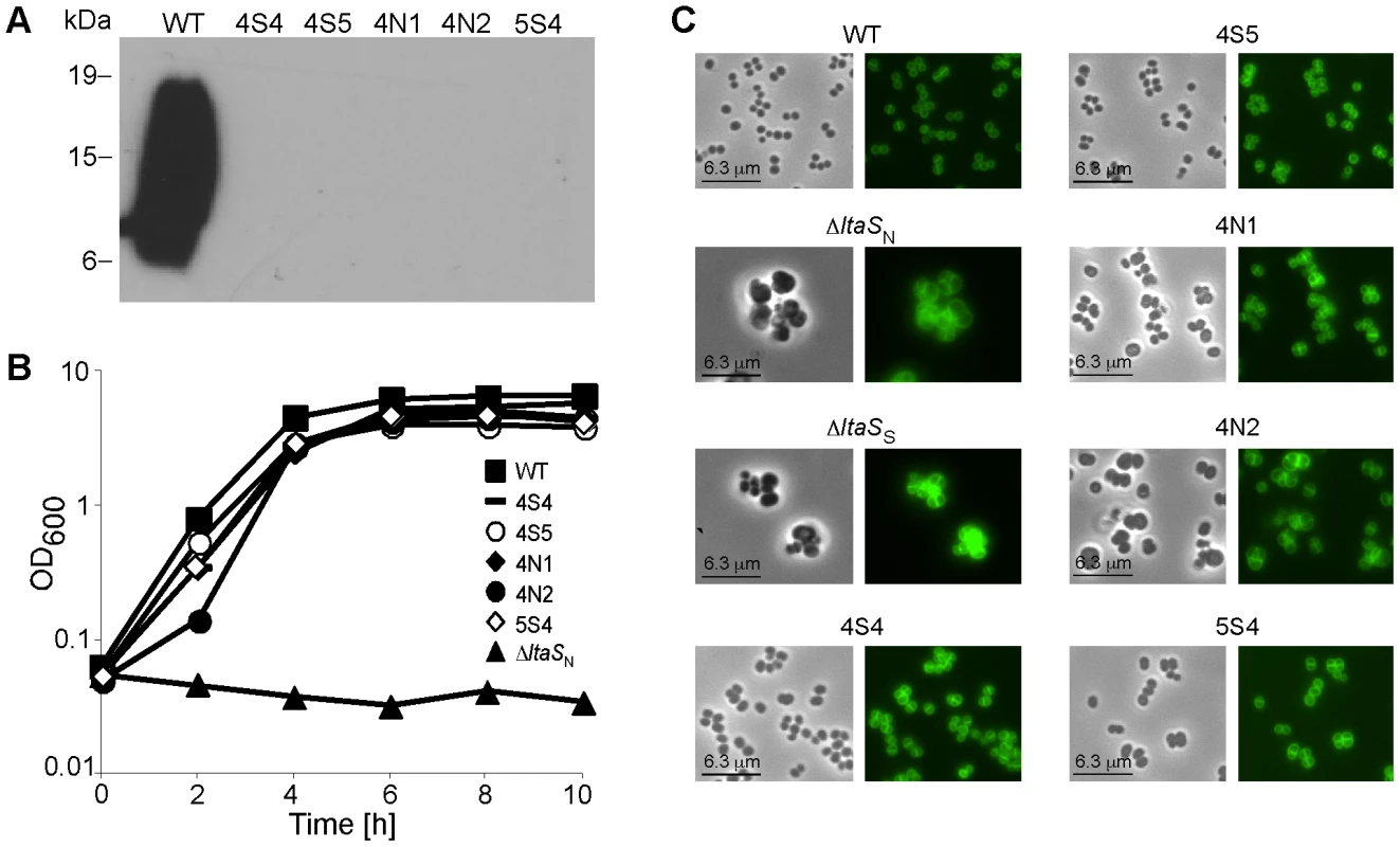 Characterization of Δ<i>ltaS</i> suppressor strains.