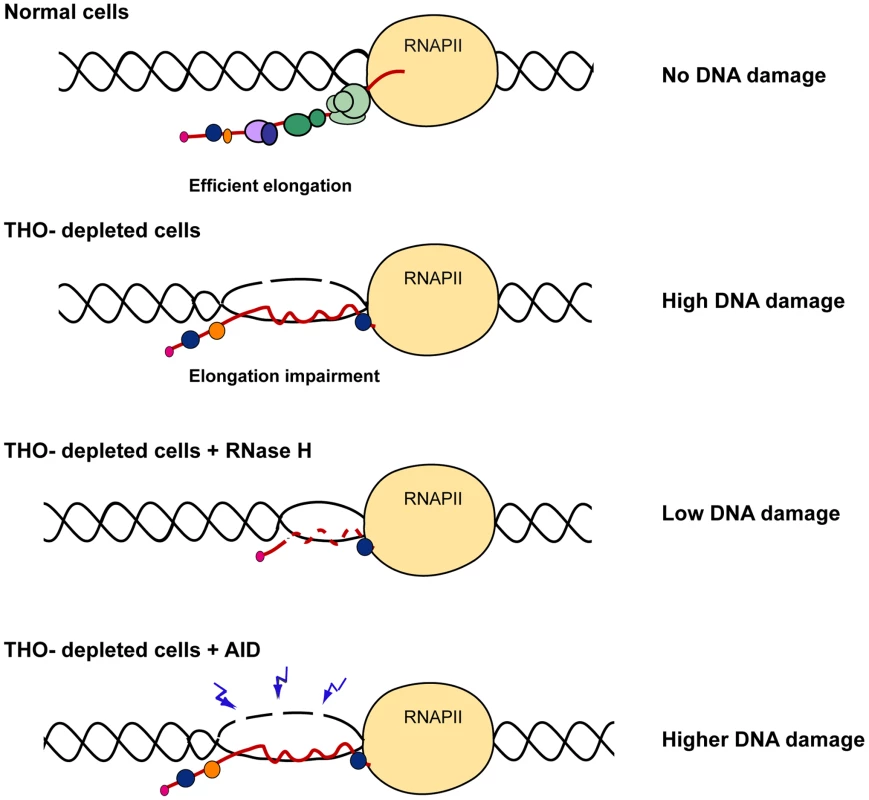 Model to explain the role of THO/TREX in the prevention of R-loop formation.