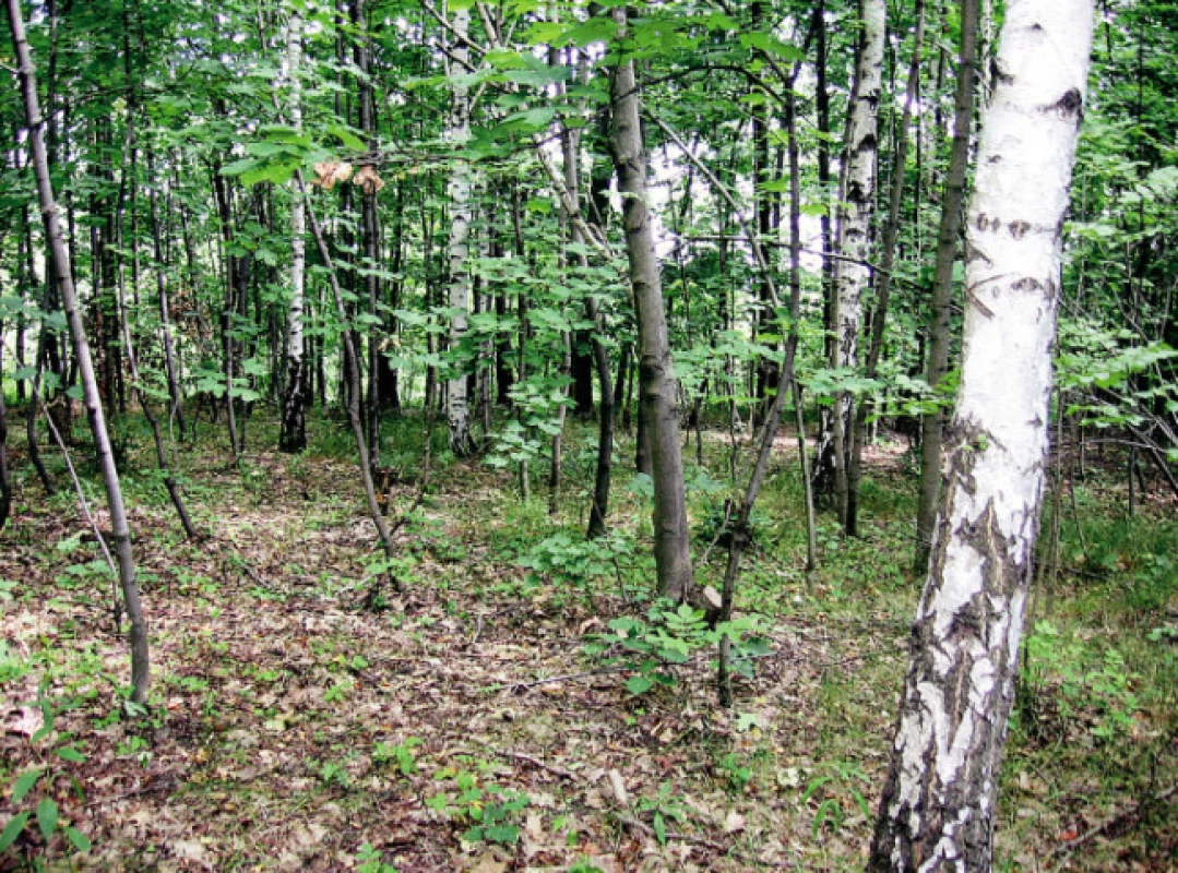Halda A („Oskar“)
Fig. 2. Site A (slag heap Oskar)