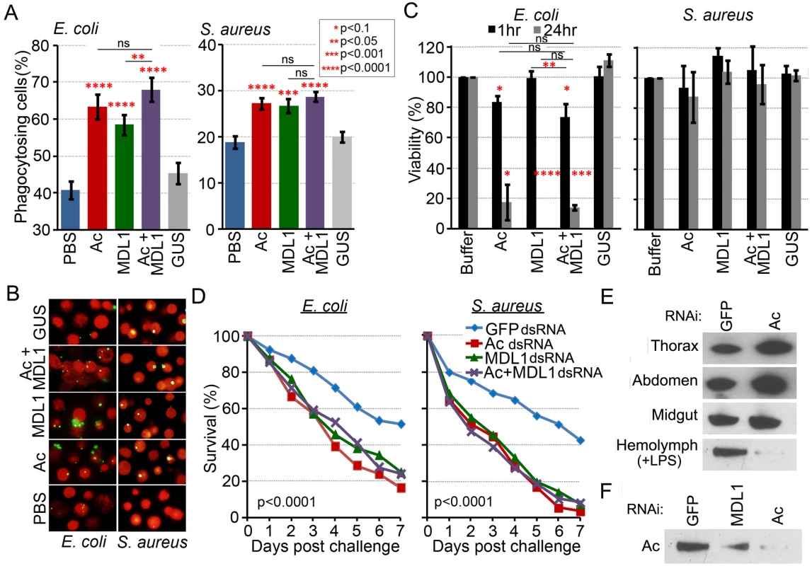 Actin is an extracellular immune factor.