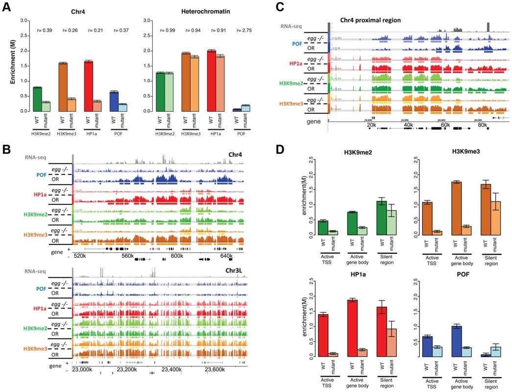 Lack of EGG leads to large-scale changes in POF, HP1a, and H3K9 methylation specifically on chromosome 4.