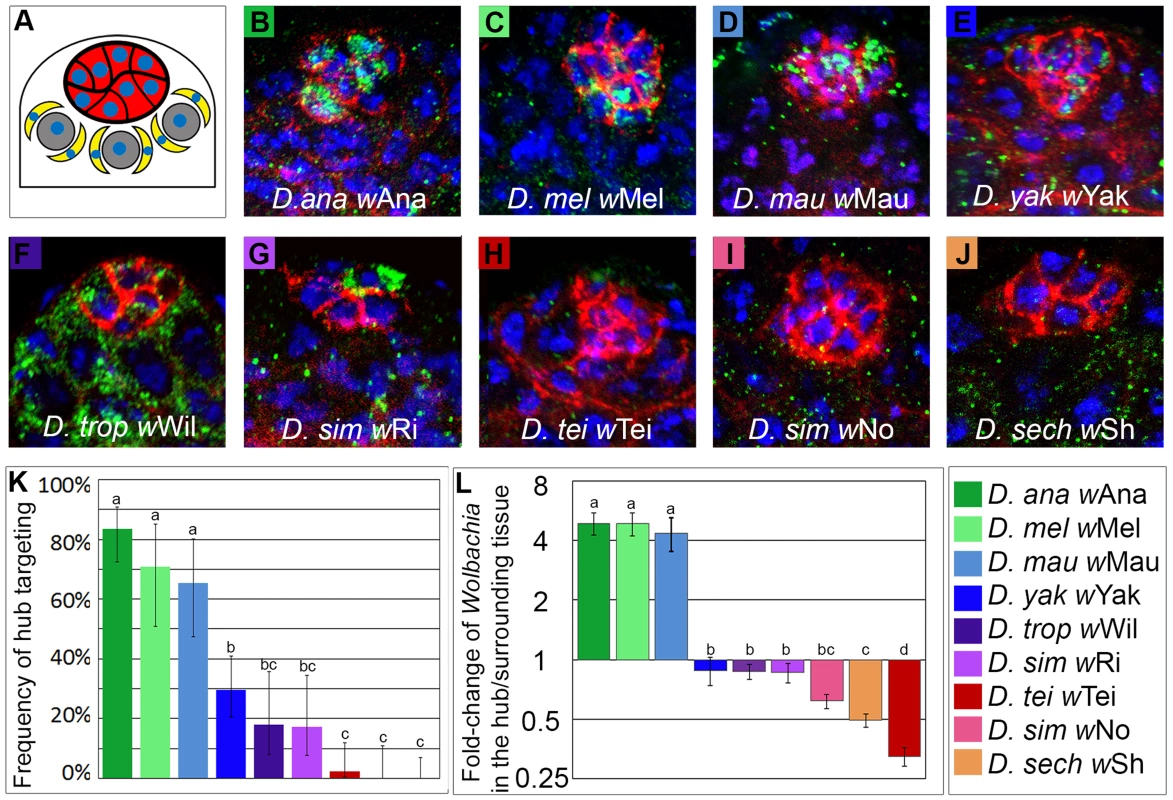 Diverse <i>Wolbachia</i> strains infect the hub of various <i>Drosophila</i> species at different frequencies and densities.