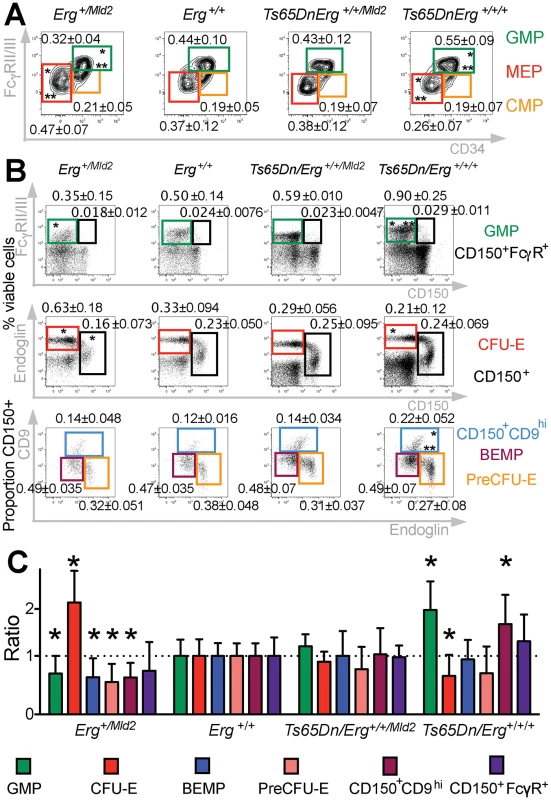 Perturbation of hematopoietic progenitors in the Ts(17<sup>16</sup>)65Dn DS mouse model due to trisomy of <i>Erg</i>.