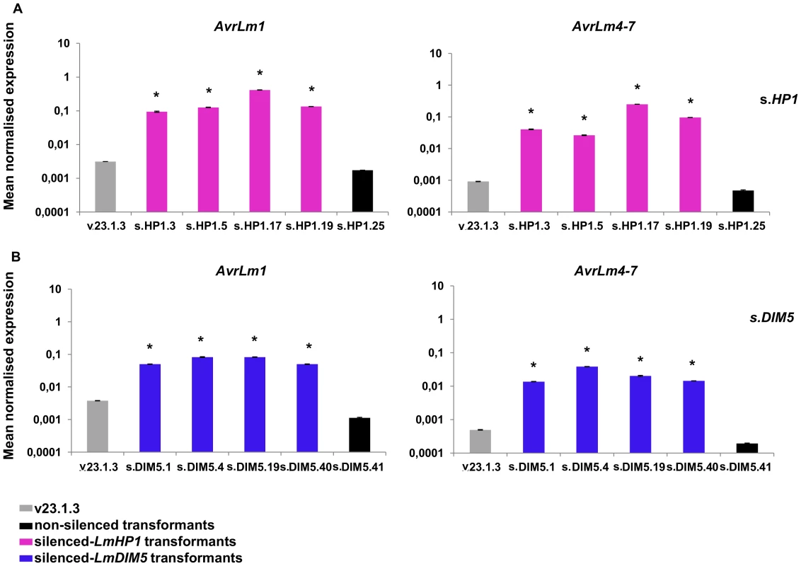 Expression of two effector genes in axenic culture in the silenced-<i>LmHP1</i> and -<i>LmDIM5</i> transformants.