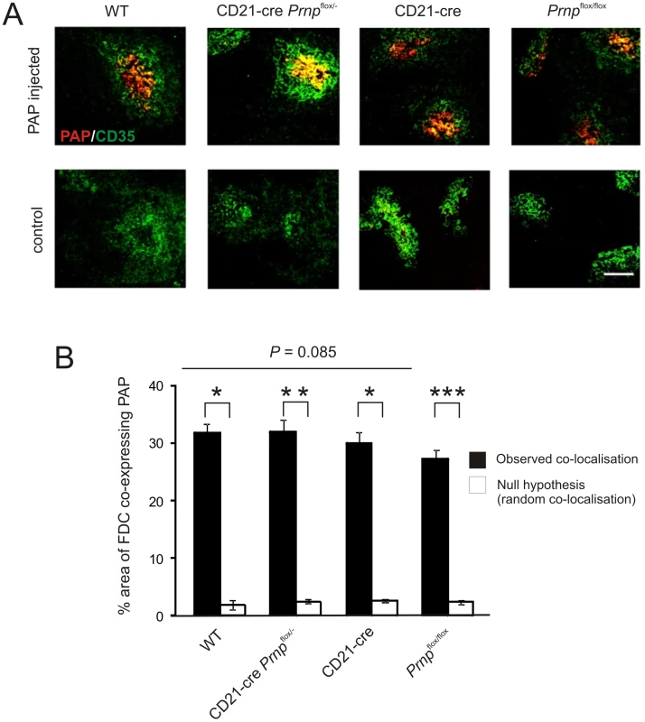 Effect of FDC-restricted PrP<sup>C</sup>-ablation on immune complex trapping.