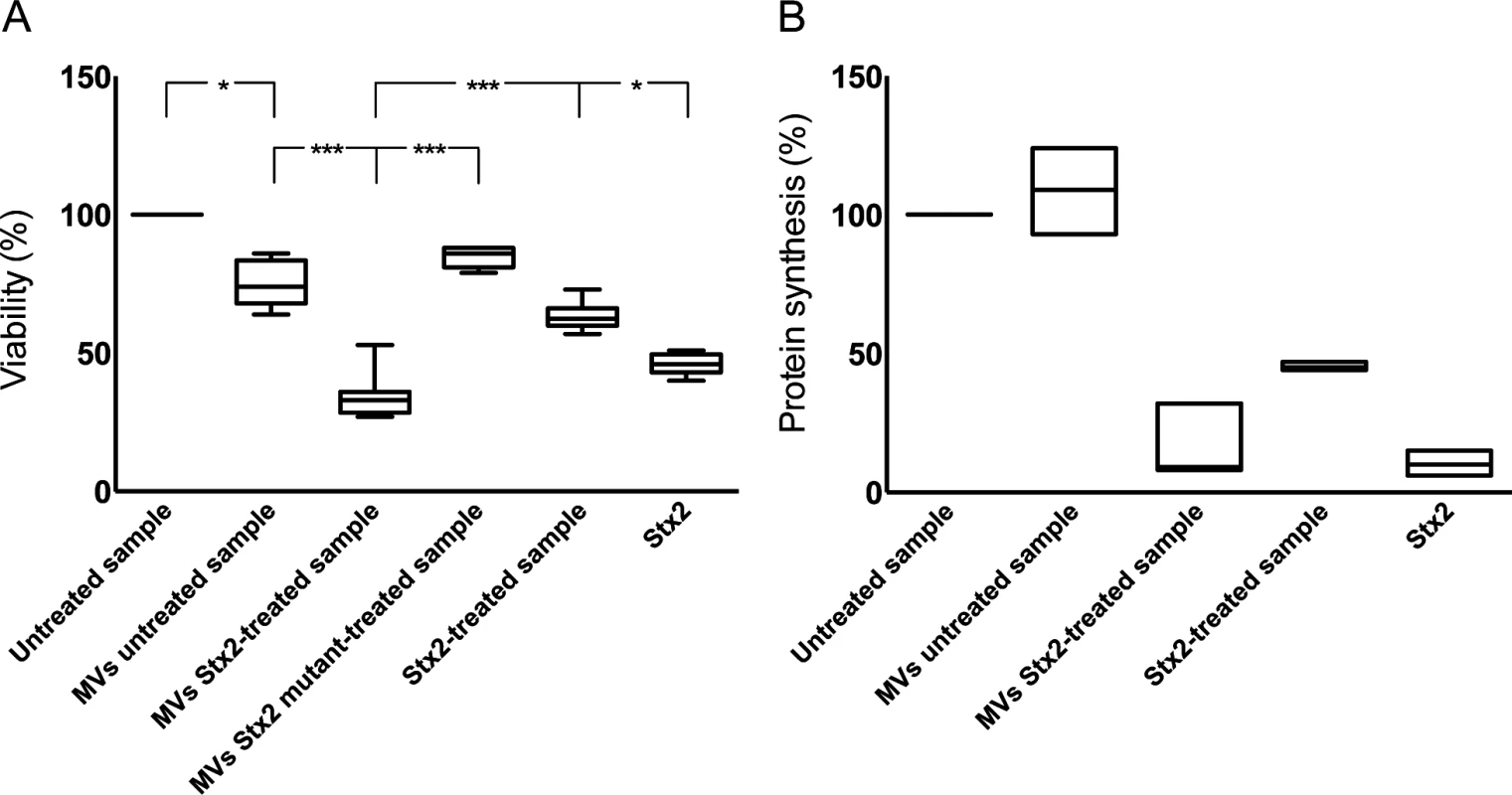 Microvesicles containing Stx2 affected the viability and inhibited protein synthesis in CiGEnC.