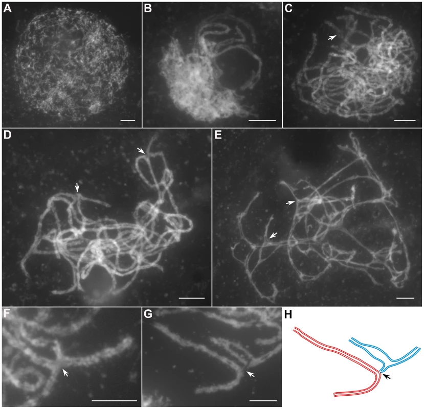 Meiotic chromosome behaviors of PMCs in the <i>Oshus1-1</i> mutant.