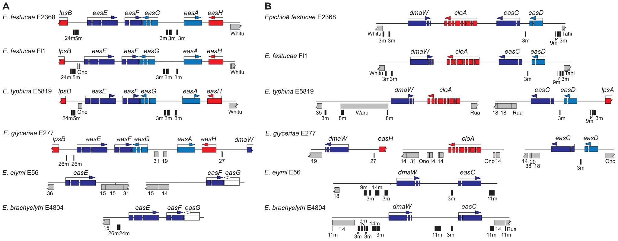 Fine-mapping of repeats in two regions of the <i>EAS</i> clusters of epichloae.