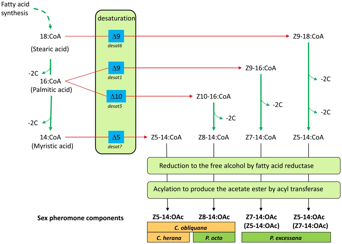 Schematic outlining the likely biosynthetic routes of the sex pheromone components of <i>C. obliquana</i>, <i>C. herana</i>, <i>P. octo</i>, and <i>P. excessana</i>.