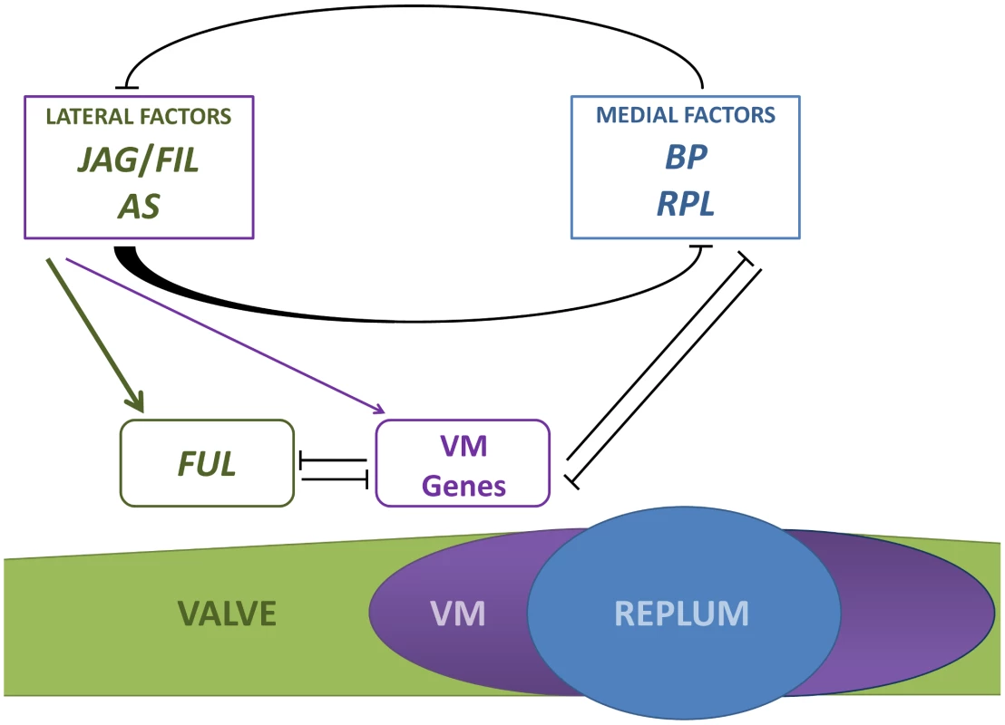Simplified model for patterning along the mediolateral axis of the <i>Arabidopsis</i> fruit.