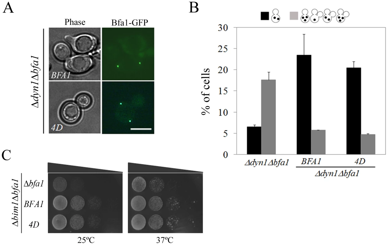 Localization and SPOC activity of Bfa1<sup>4D</sup> in cells with misaligned spindle.