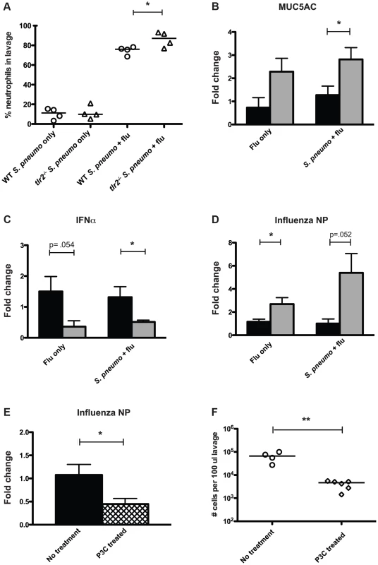 Mice deficient in TLR2 display increased inflammation and increased viral titers following influenza infection.