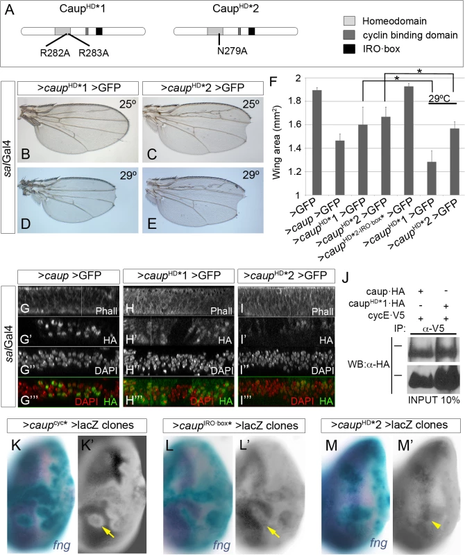Functional analysis of homeodomain-mutant Caup proteins.