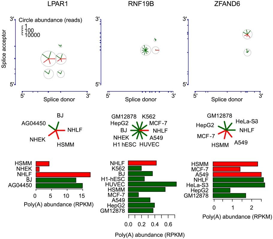 Circular isoform expression is regulated within individual genes.