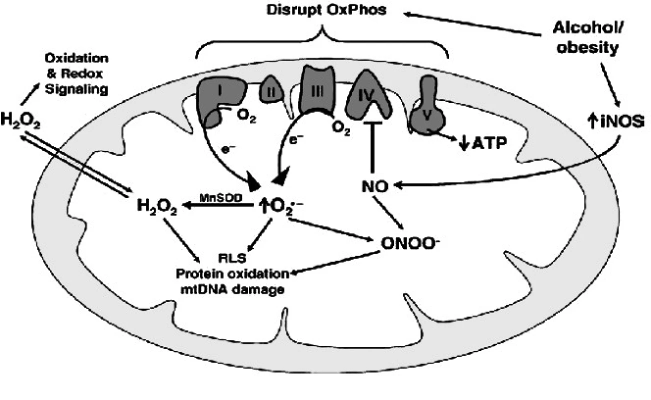 Vliv NO na mitochondrii (upraveno dle 19)