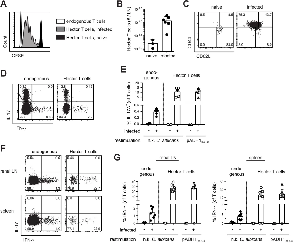 Antigen-specific Th cell response to <i>C</i>. <i>albicans</i> oropharyngeal infection.