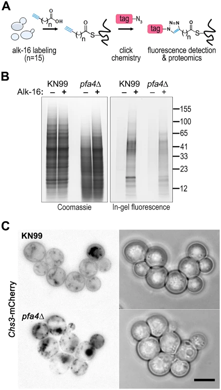 Identification of Pfa4-specific substrates and Pfa4-dependent Chs3 localization.