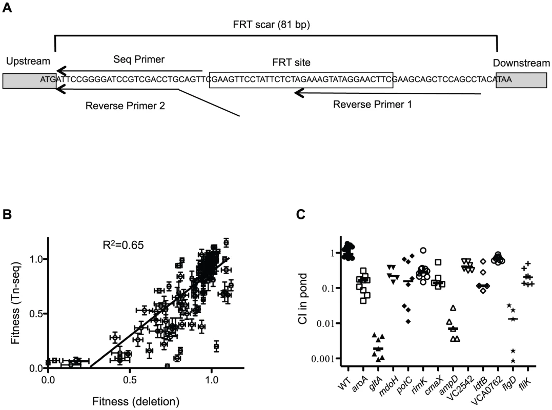 Validation of Tn-seq results by gene deletion.