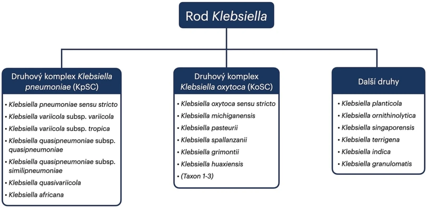 Taxonomické rozdělení Klebsiella spp.  Figure 1. Taxonomic classification of Klebsiella spp.