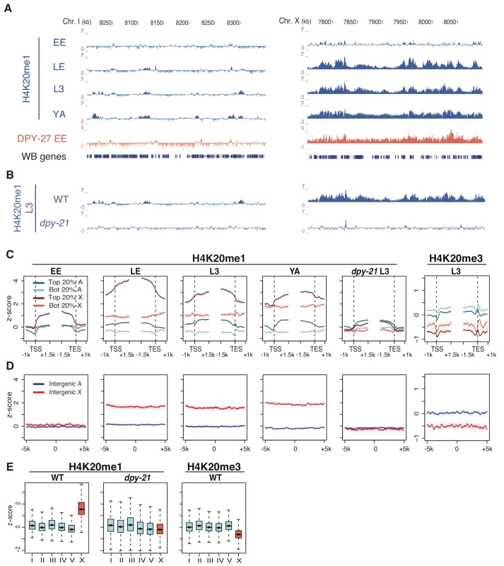 H4K20me1 becomes enriched on the X chromosome in wild type but not in a mutant defective in dosage compensation.