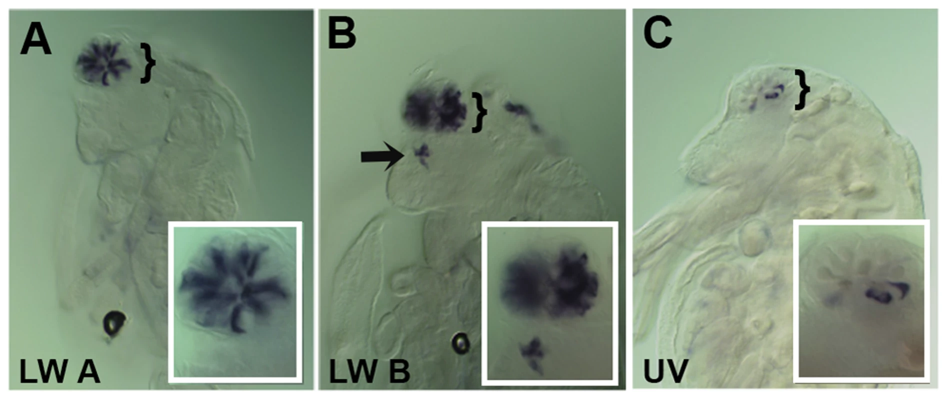 Spatial expression patterns of <i>Daphnia magna</i> r- opsins during <i>Daphnia</i> eye development.