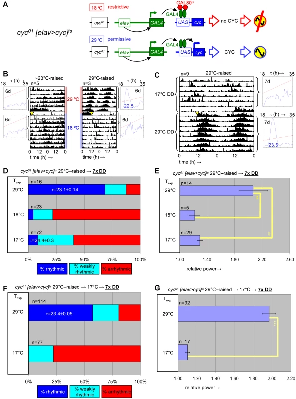 Developmental depletion of <i>cyc</i> disrupts adult circadian behavior, while the phenotype of adult depletion of <i>cyc</i> is reversible.
