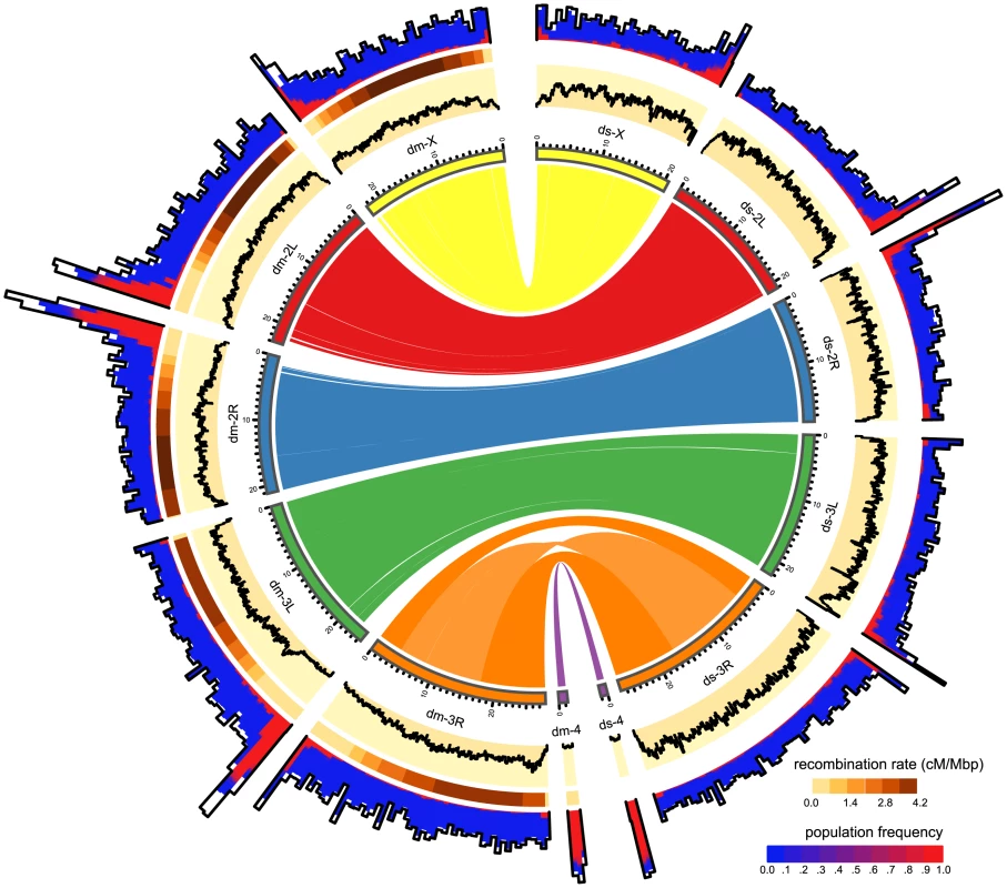 Distribution of TE insertions in a natural population of <i>D. melanogaster</i> (dm) and of <i>D. simulans</i> (ds).