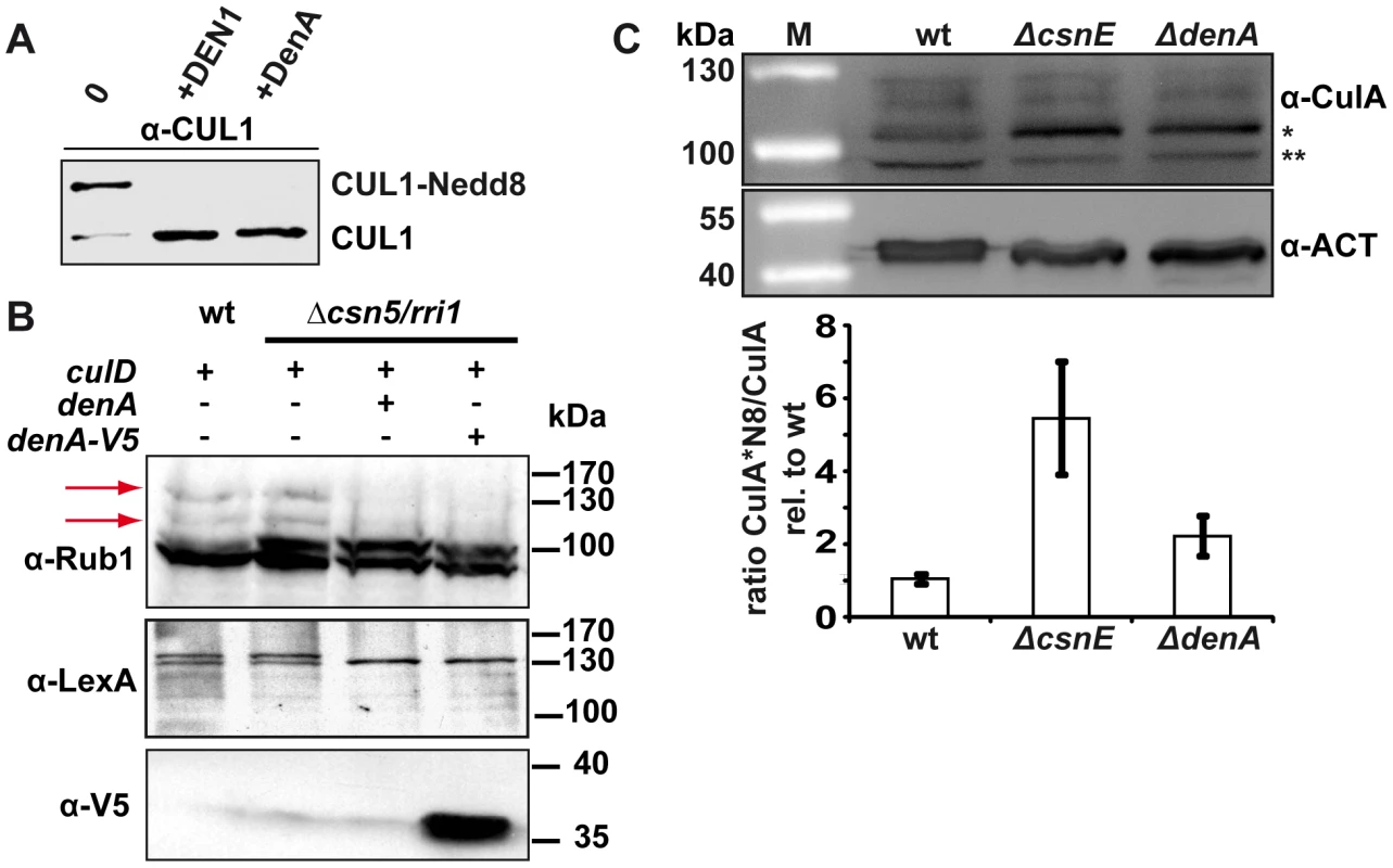 DenA deneddylase activity.