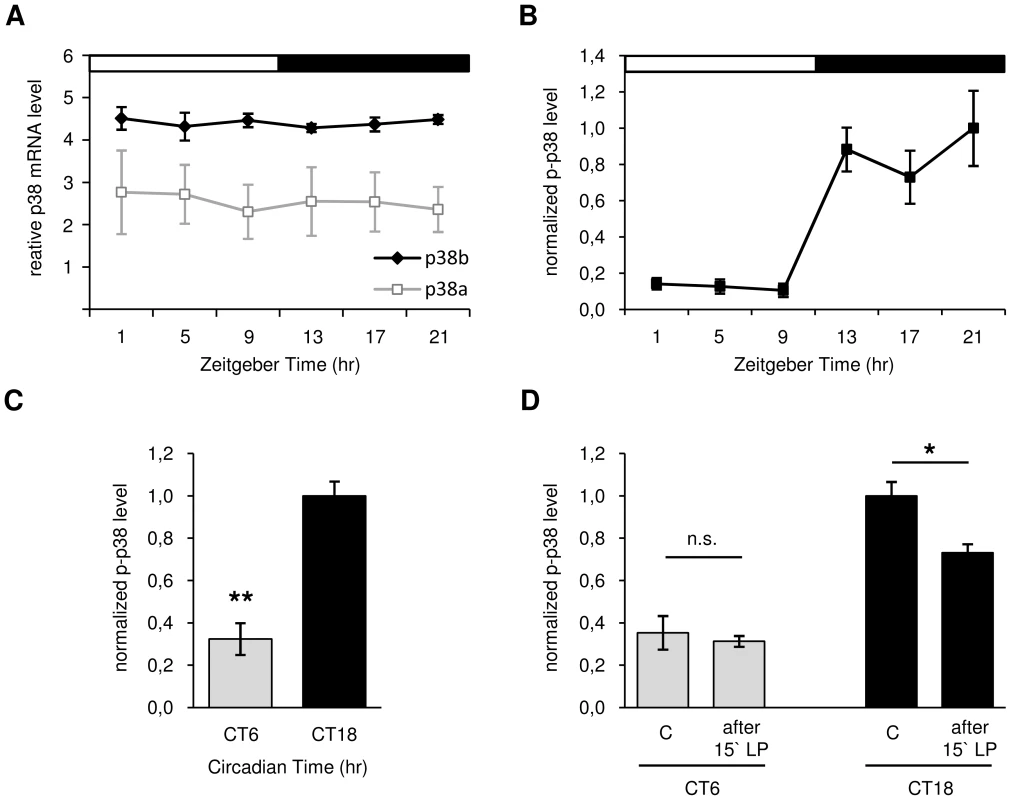Daily p38 mRNA (A) and protein expression (B–D) in <i>Canton S</i> wildtype.