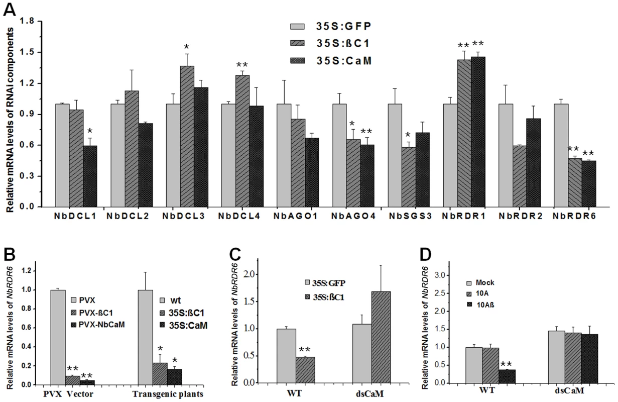 Nbrgs-CaM is genetically required for βC1 to repress <i>NbRDR6</i> expression.