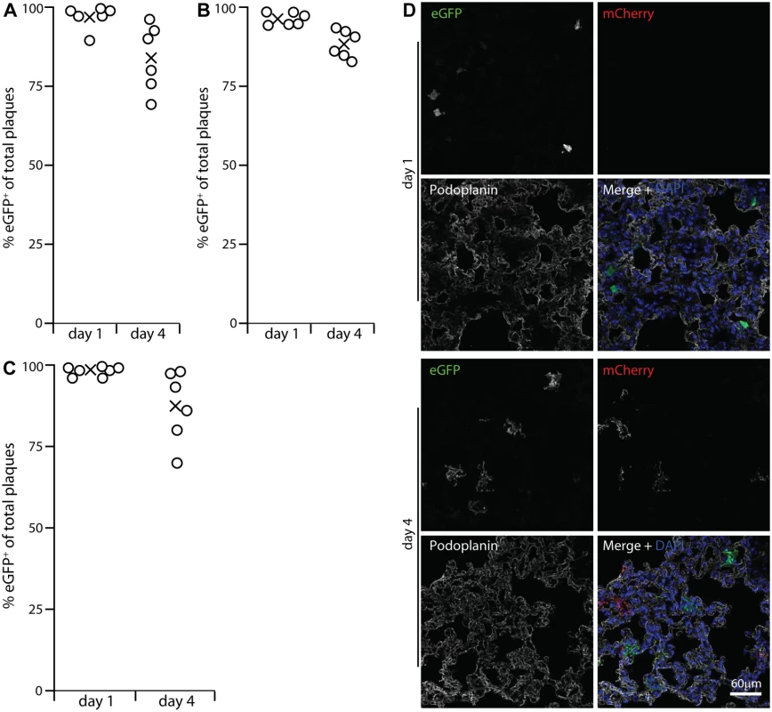 Functional evidence for virus replication in lysM<sup>+</sup> and CD11c<sup>+</sup> cells.
