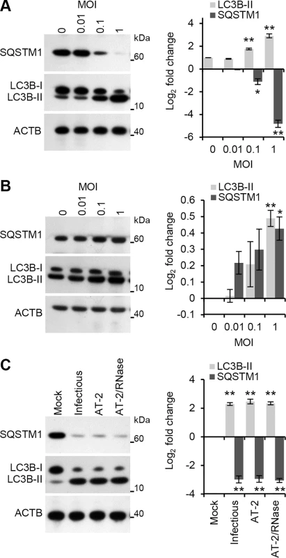HIV induces autophagy in human macrophages.
