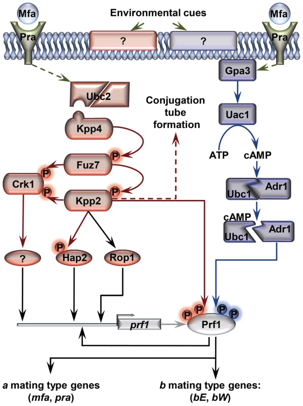 Schematic representation of the regulation of <i>U. maydis</i> mating-type gene expression.