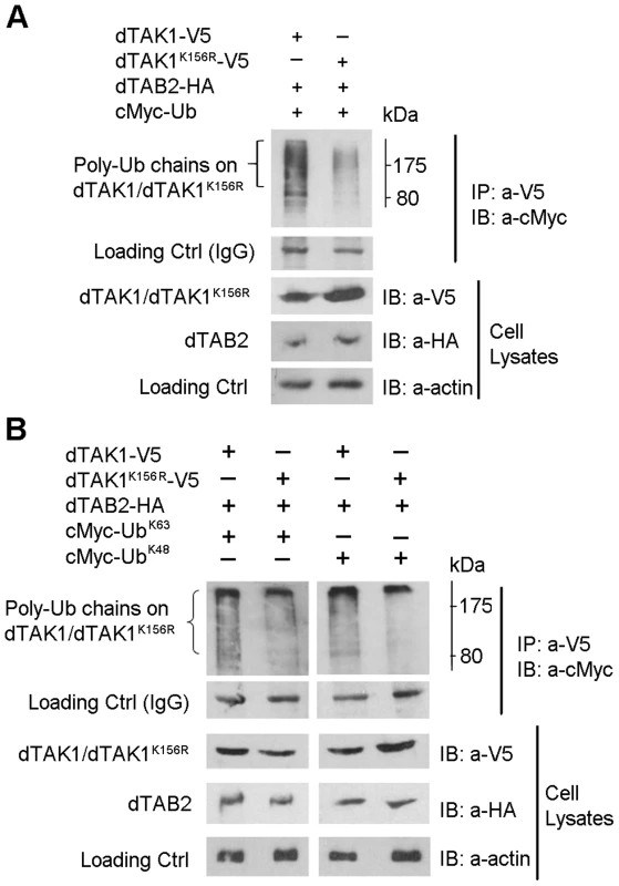Decreased ubiquitination in the dTAK1<sup>K156R</sup> mutant.