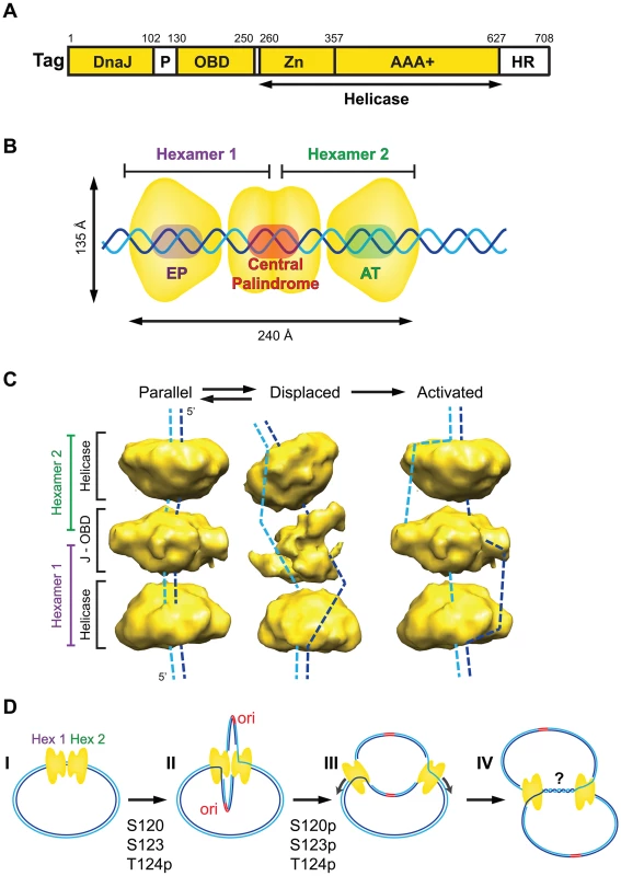 Assembly and activation of the SV40 pre-replication complex in vitro.