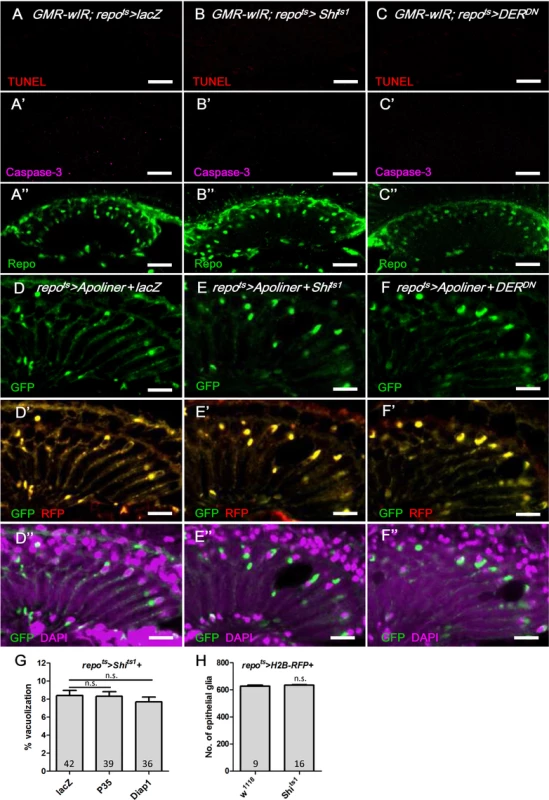 Apoptosis is not involved in the epithelial glia degeneration mediated by blockade of EGFR signaling.