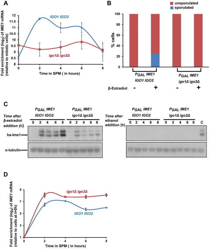 Endosulfines are required for transcriptional induction of <i>IME1</i> caused by transfer of cells to sporulation medium.