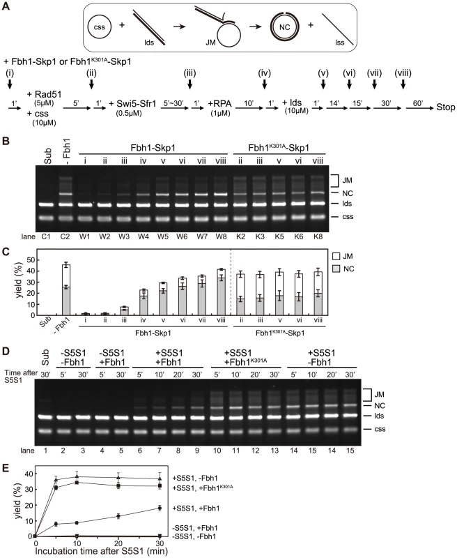 Fbh1 inhibits the strand-exchange reaction at early steps, but stimulates it at the late steps.
