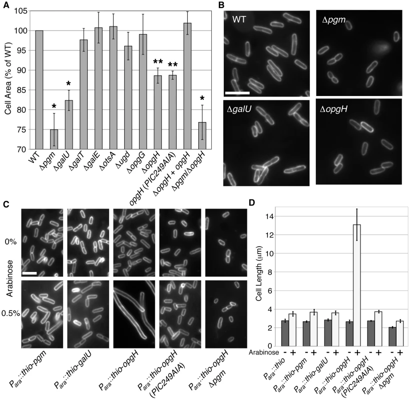 OpgH acts as a nutrient-dependent division antagonist.