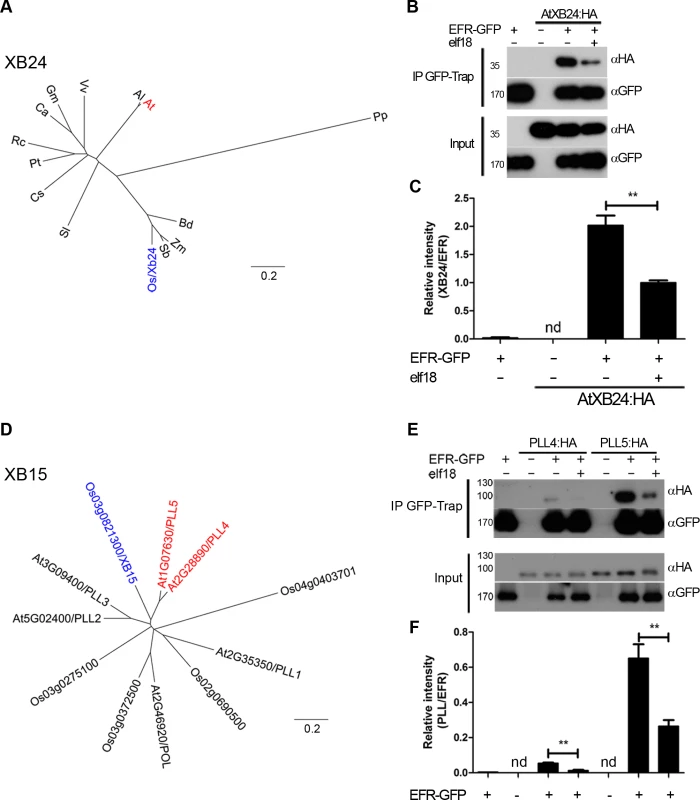 EFR associates dynamically with the <i>A. thaliana</i> orthologues of OsXB15 and OsXB24 <i>in planta</i>.