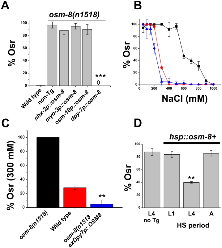Hypodermal expression of <i>osm-8</i> prior to extracellular matrix secretion is sufficient to rescue <i>osm-8</i> Osr mutant phenotypes.