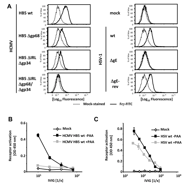 Viral FcγRs bind Fcγ on the cell surface and opsonizing IgG dependent FcγR activation is restricted to the late phase of HCMV but not HSV replication.