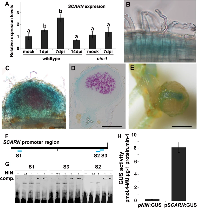 <i>SCARN</i> expression in <i>L</i>. <i>japonicus</i> roots, and NIN directly induces <i>SCARN</i> expression.